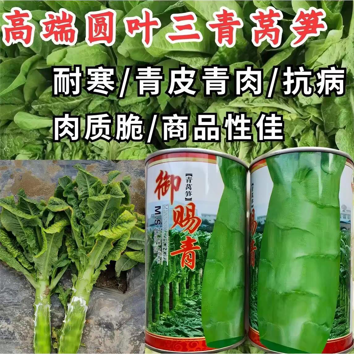 圆叶三青莴笋种子御赐青皮青肉耐寒耐湿清香莴笋福剑红皮青肉种子