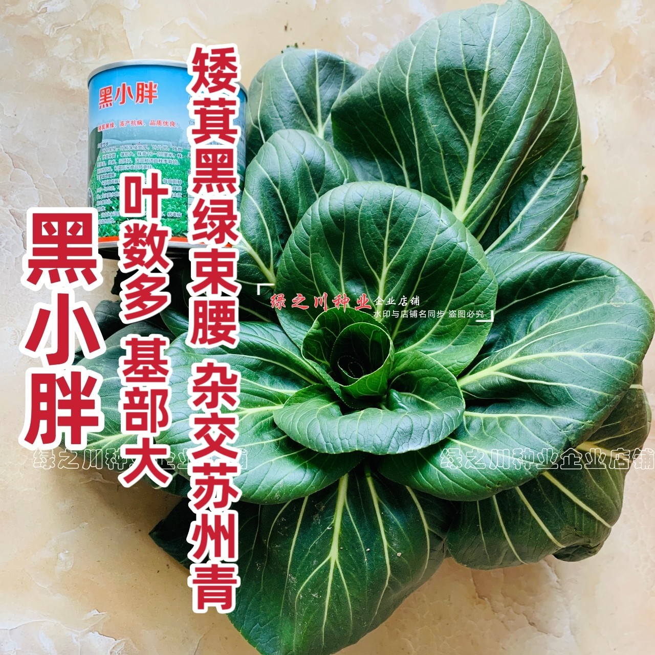 黑叶苏州青菜籽种子小青菜黑小胖青梗菜种籽矮脚油菜四季蔬菜种孑