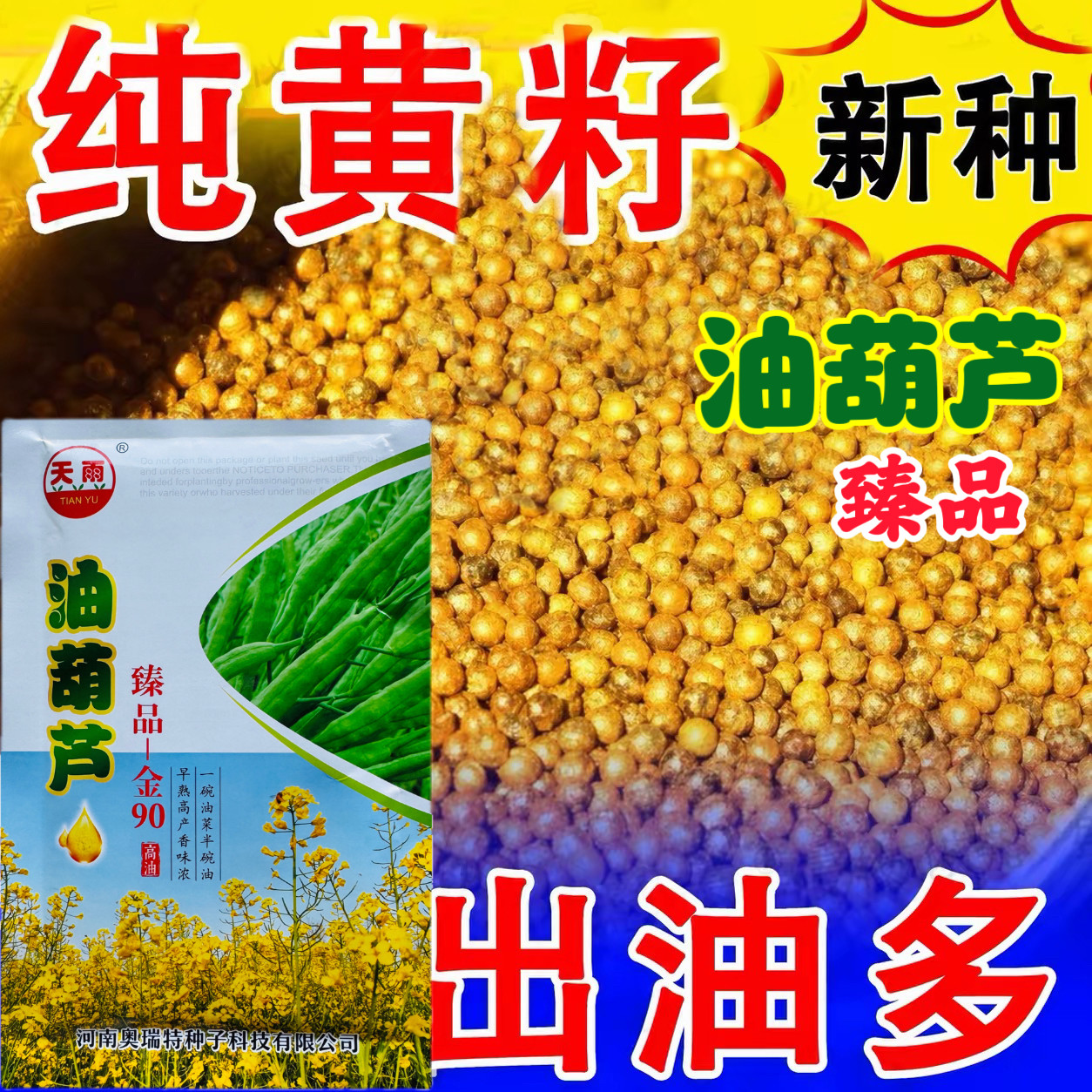 臻品油葫芦早熟大粒纯黄籽榨油油菜花种子出油多抗倒伏丰产性好
