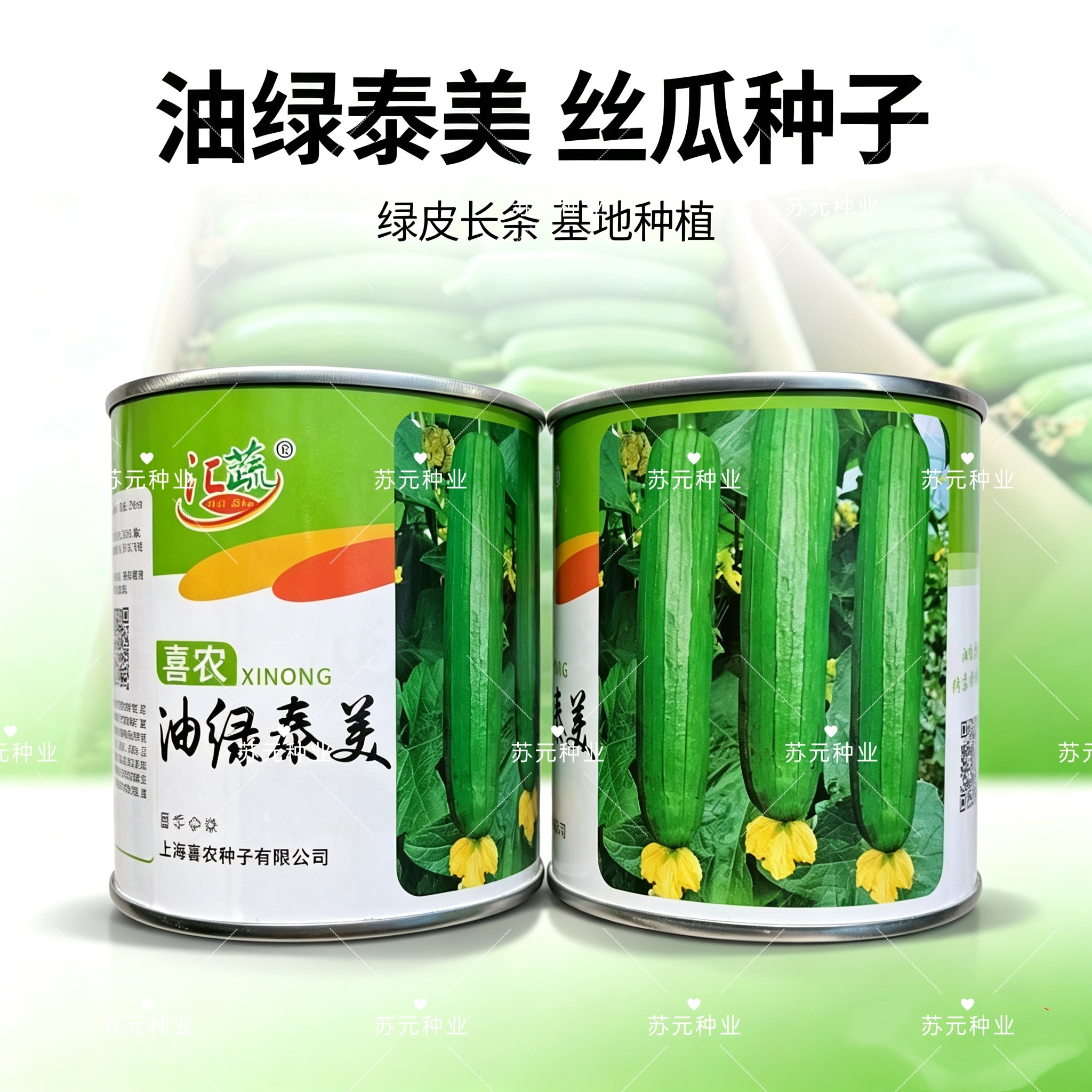 油绿泰美耐寒丝瓜种子一代杂交白籽早熟高产抗病耐热蔬菜种籽孑孓