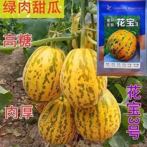 蜜研花宝3豹点甜瓜种子口感好高糖绿肉高产抗病商品性佳春季播种