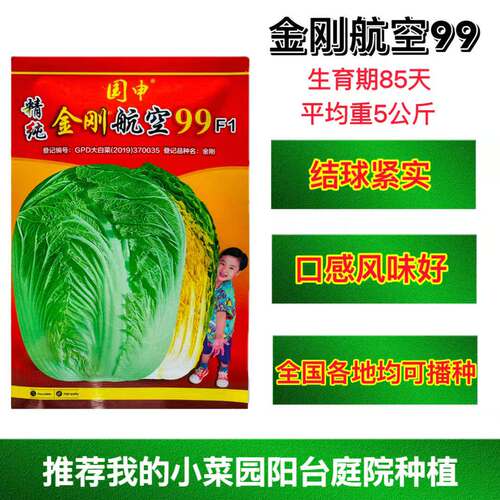 金刚航空99杂交一代种抗病秋大白菜口感风味独特全国可播