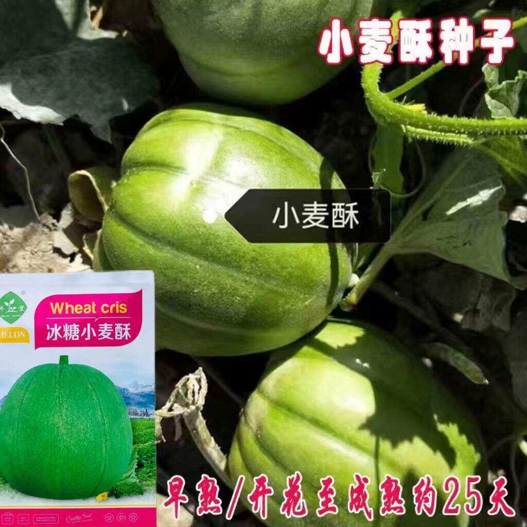 冰糖小麦酥香瓜种籽香甜酥脆水果甜瓜种子薄皮香瓜种春秋蔬菜种孑