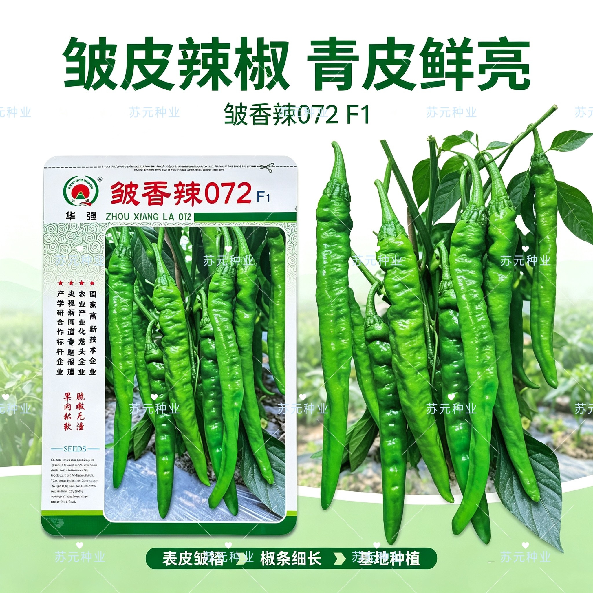 皱香辣072辣椒种子中早熟软皮羊角型辣椒籽辣味中等口感好高产孑