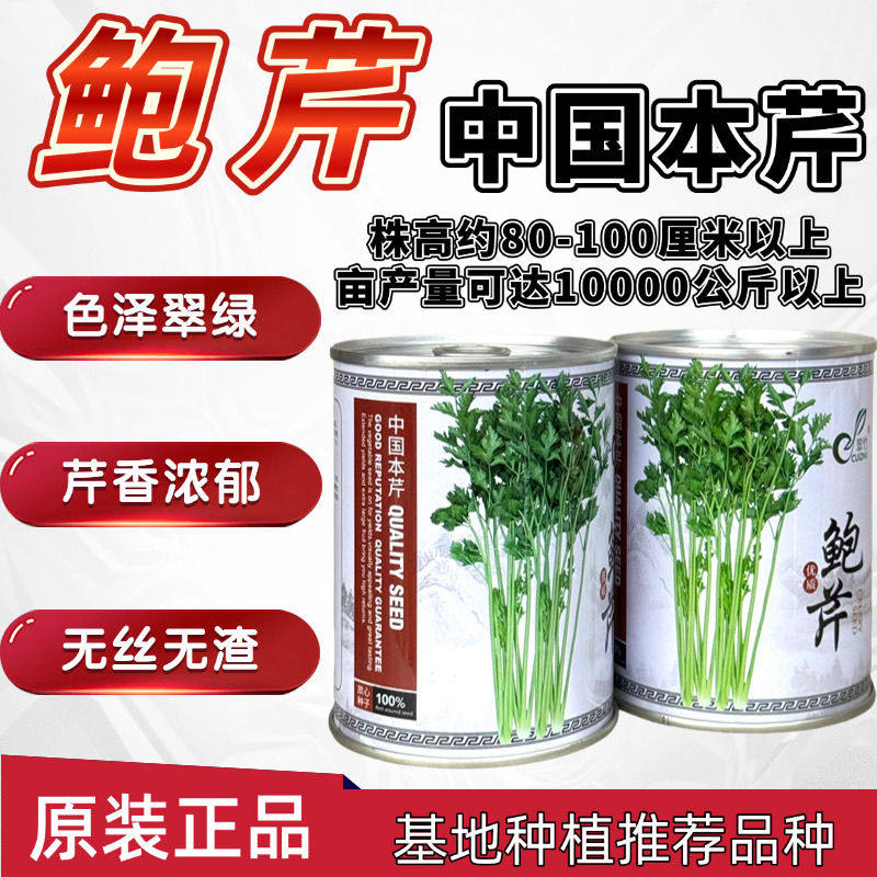 正宗鲍芹芹菜种子籽实心芹菜种子香芹本地芹菜种籽春秋蔬菜种孑