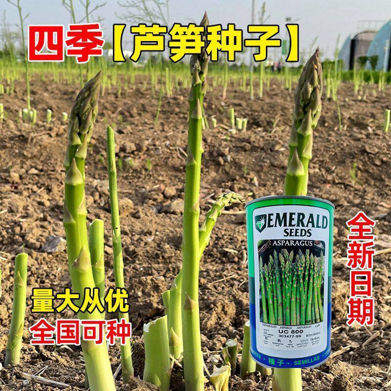 美国加州UC157UC800芦笋种子高产抗病耐寒春秋播大田进口绿芦笋种