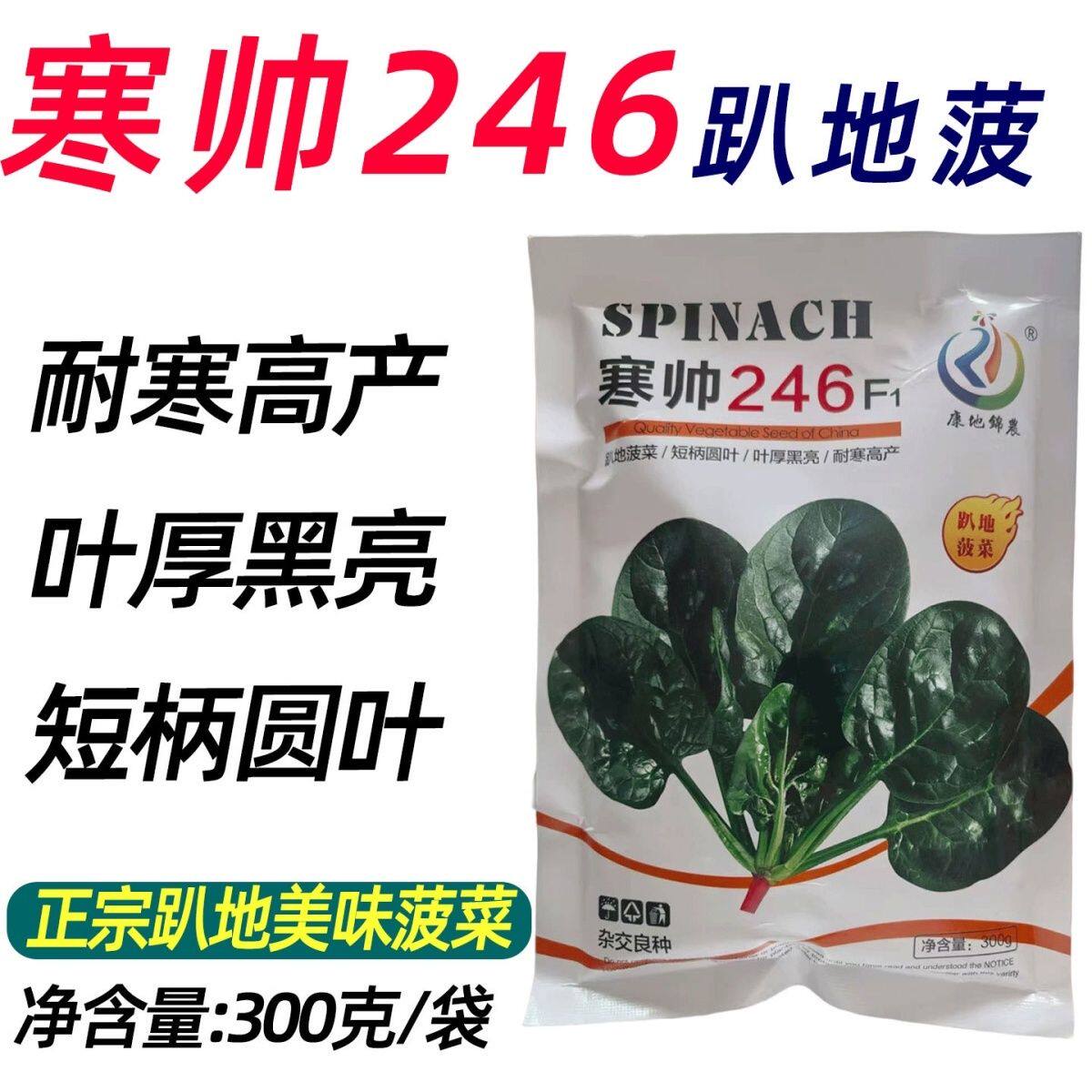 康地寒帅246F1趴地菠菜种子短柄红根圆叶深绿油亮春秋耐寒