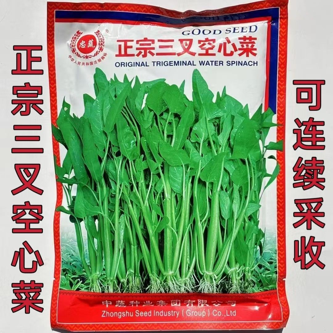 福建忠蔬正宗三叉空心菜种子产量高适应性广春夏秋种植高产速生