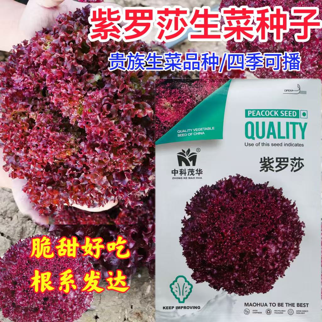 紫罗莎生菜种子紫红色散叶生菜种子春秋季耐热耐寒紫红叶生菜种子