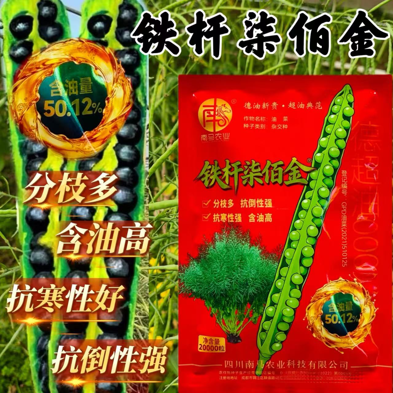 铁杆七百斤高品质四川油菜高产种子矮杆杂交黑油菜籽抗倒抗病中熟