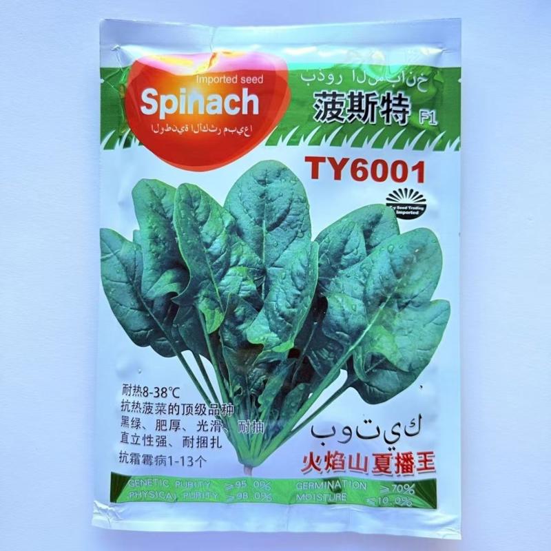 耐热菠菜种子火焰山夏播王抗热抗高温越夏耐抽苔抗病菠菜种子籽