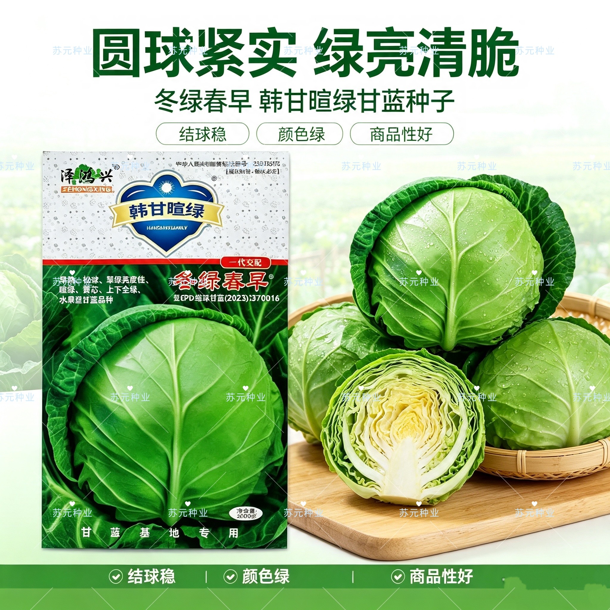 冬绿春早甘蓝种子早熟圆形松球黄芯水果甘蓝种子早春保护地包菜籽