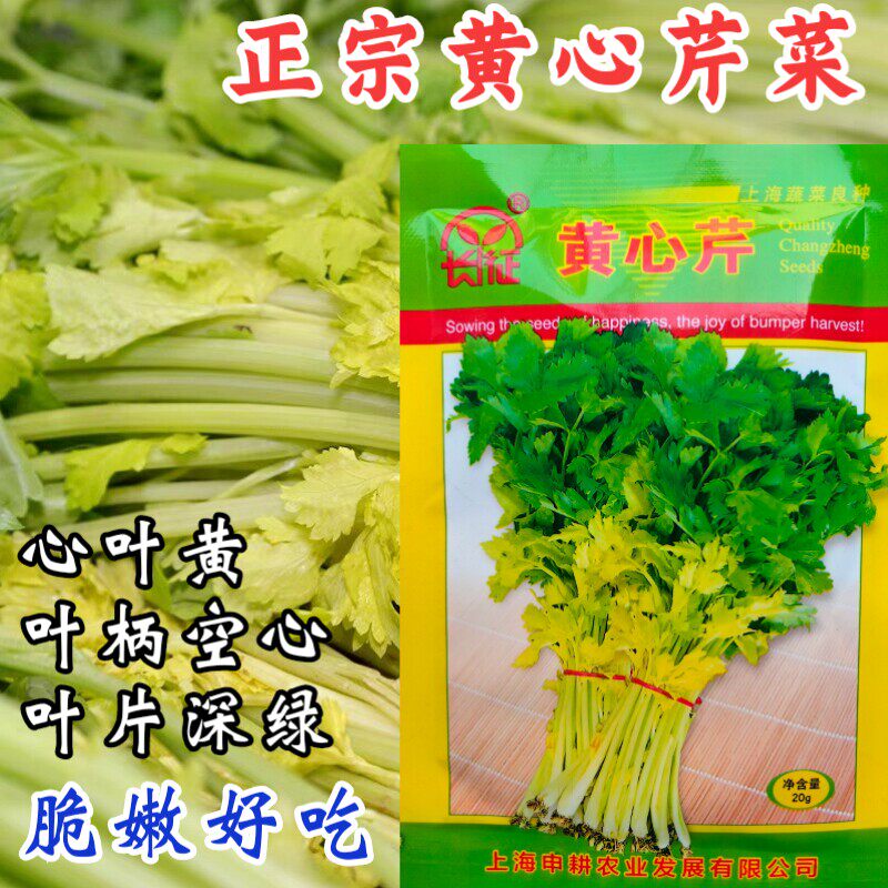 黄空心芹种子四季空心黄心芹菜种籽小香芹黄嫩西芹春秋种子孑