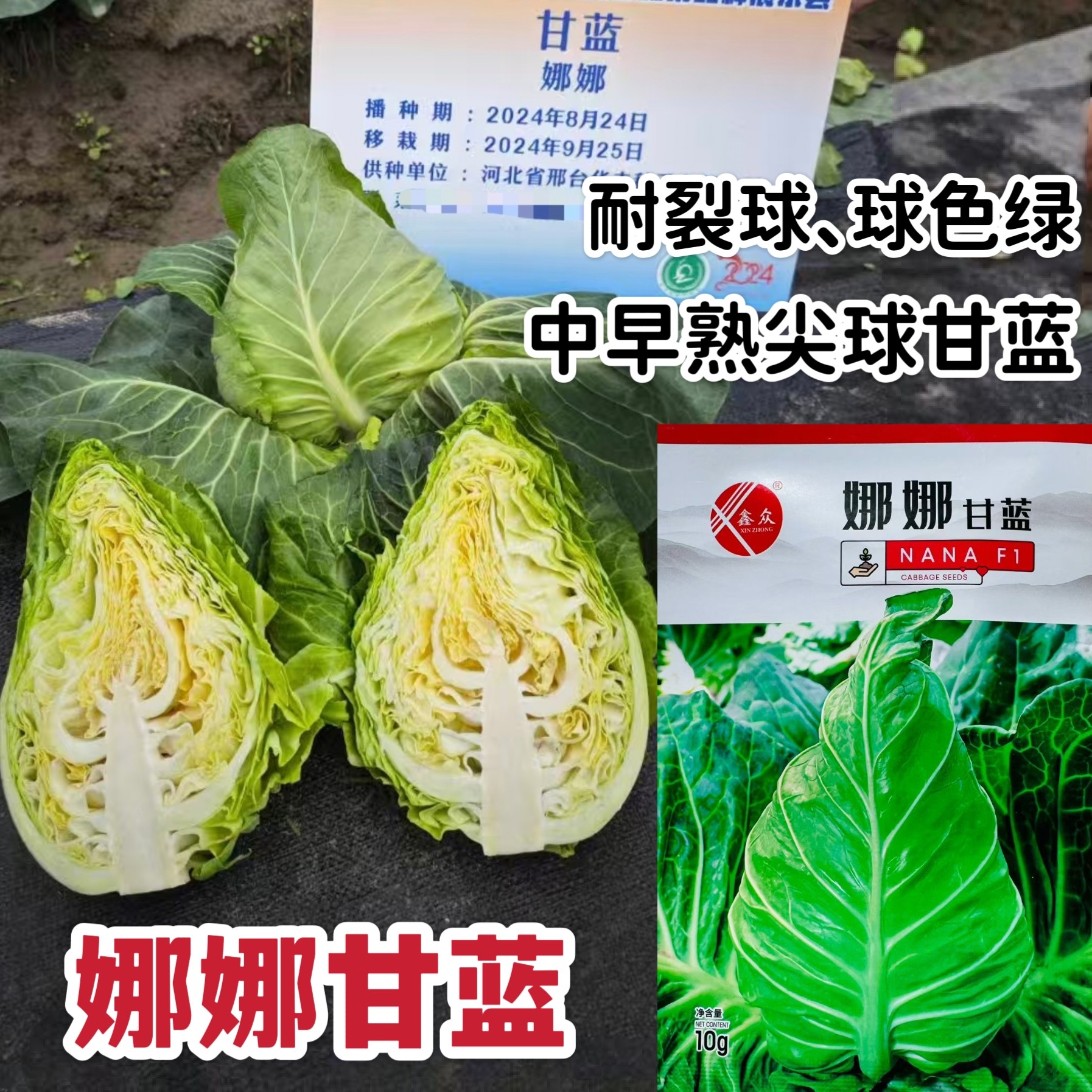 娜娜尖球甘蓝种子中早熟牛心甘蓝菜种籽球色绿耐裂球卷心菜种子
