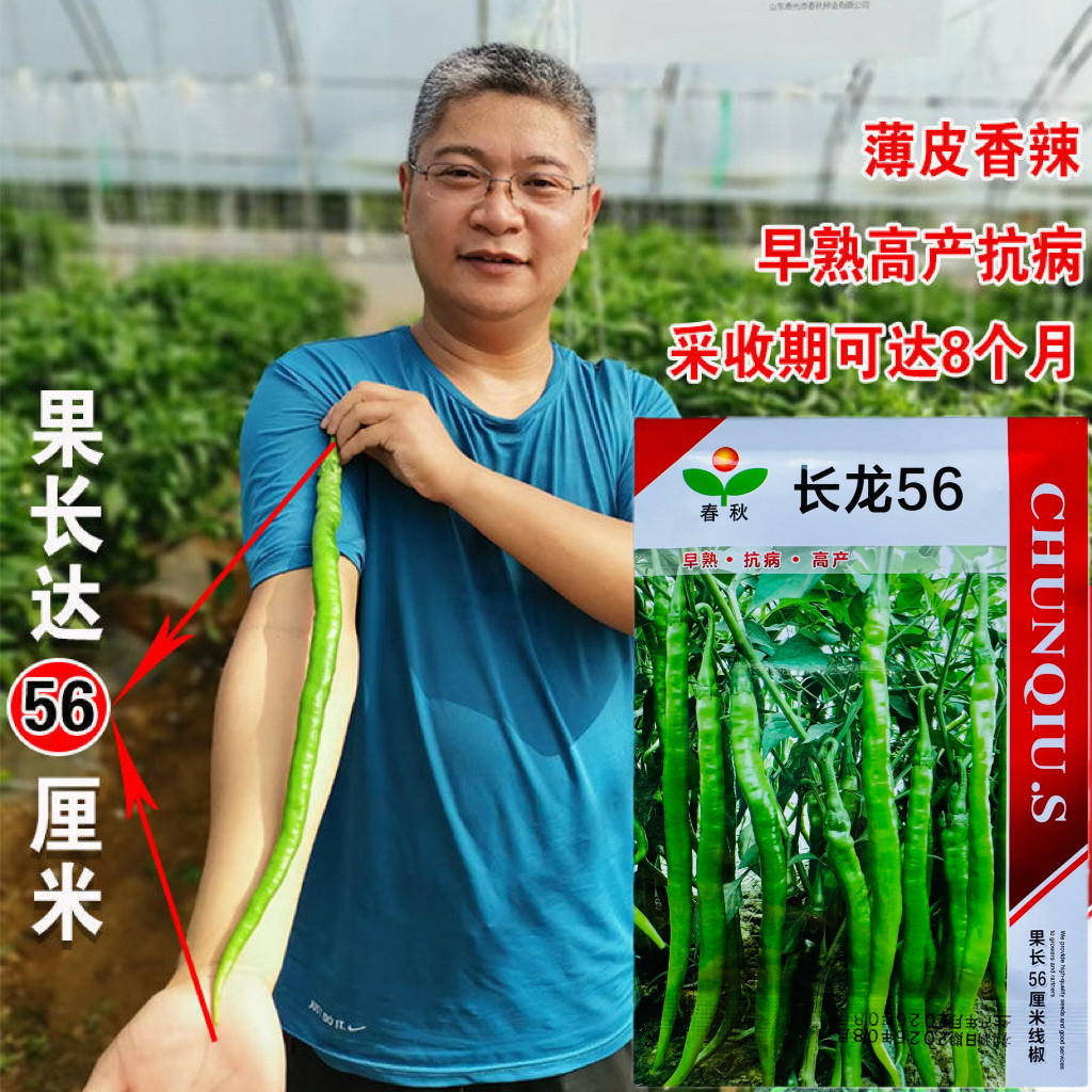 长龙56线椒种子特长线椒辣椒种籽早熟抗病高产采收期长尖椒青椒