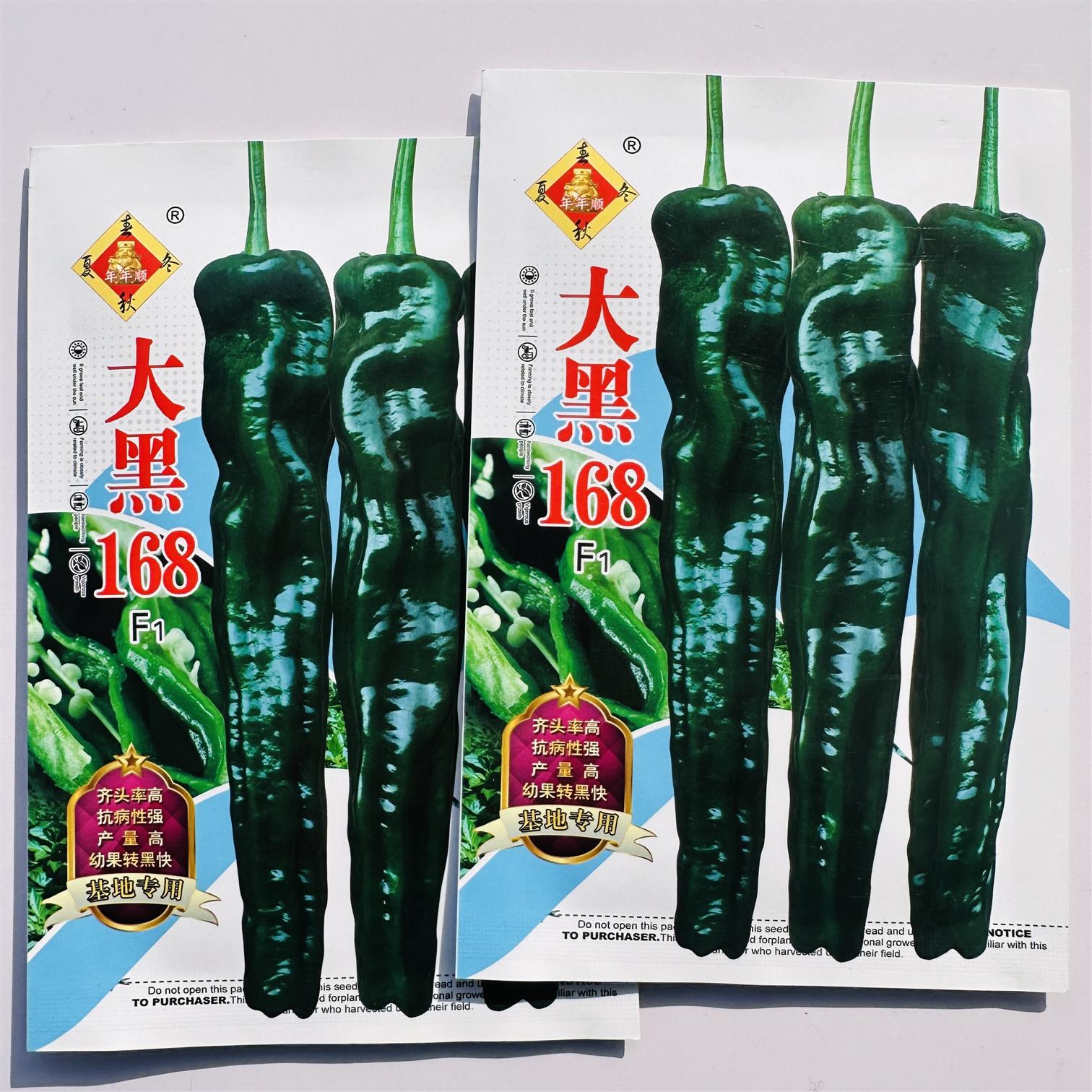 大黑168辣椒种子早熟皱皮椒薄皮高产抗病香辣鲜食高端皱皮辣椒种