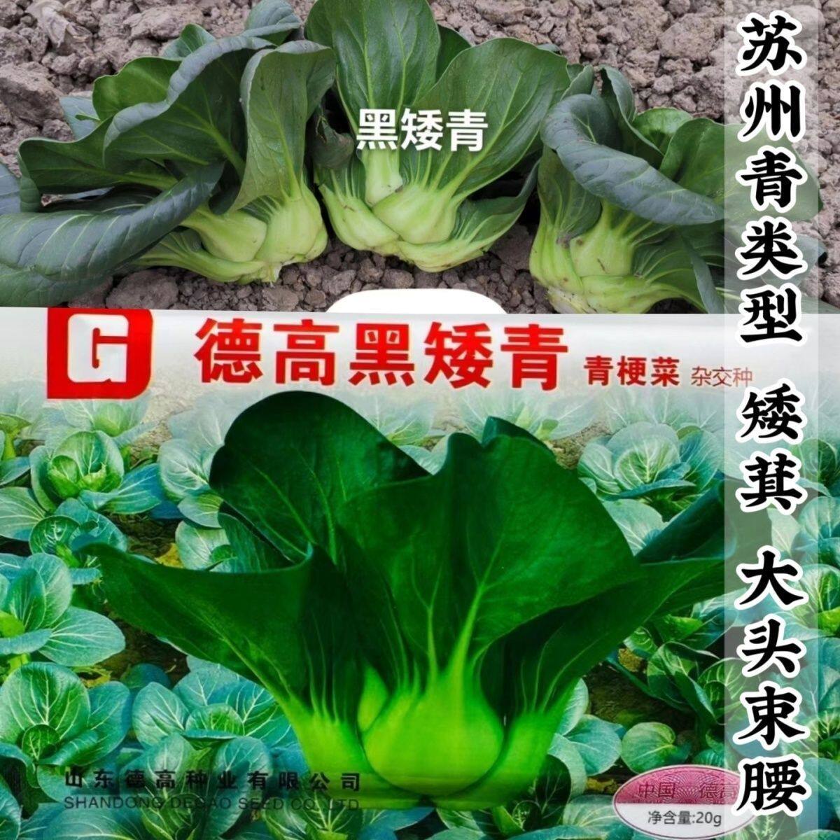 德高黑矮青青梗菜种子矮箕苏州青大头束腰肥厚黑绿叶青菜种子20克