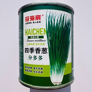 海宸四季香葱分多多小香葱种子叶色浓绿株型直立高产抗病罐装100g
