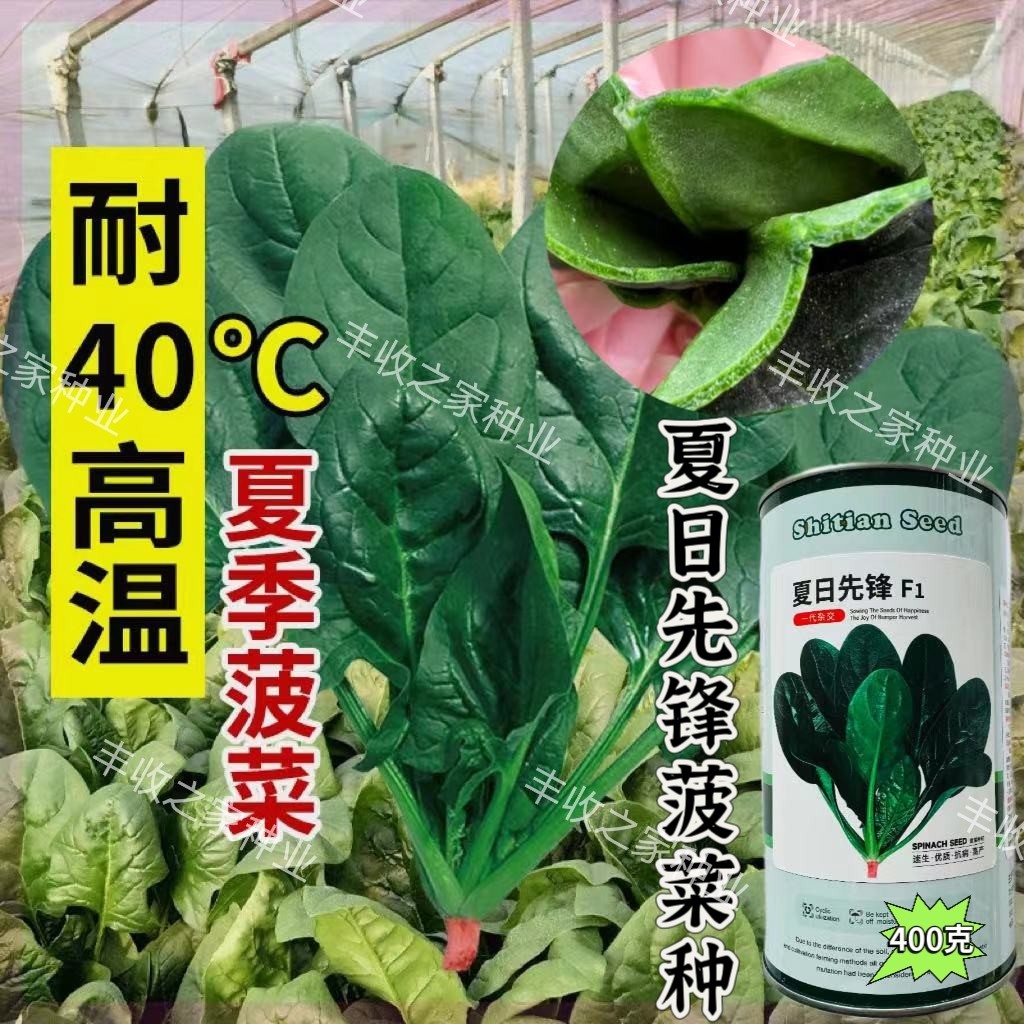 夏播进口大叶菠菜种子速生肉厚耐热圆叶菠菜夏季抗病高产大田蔬菜