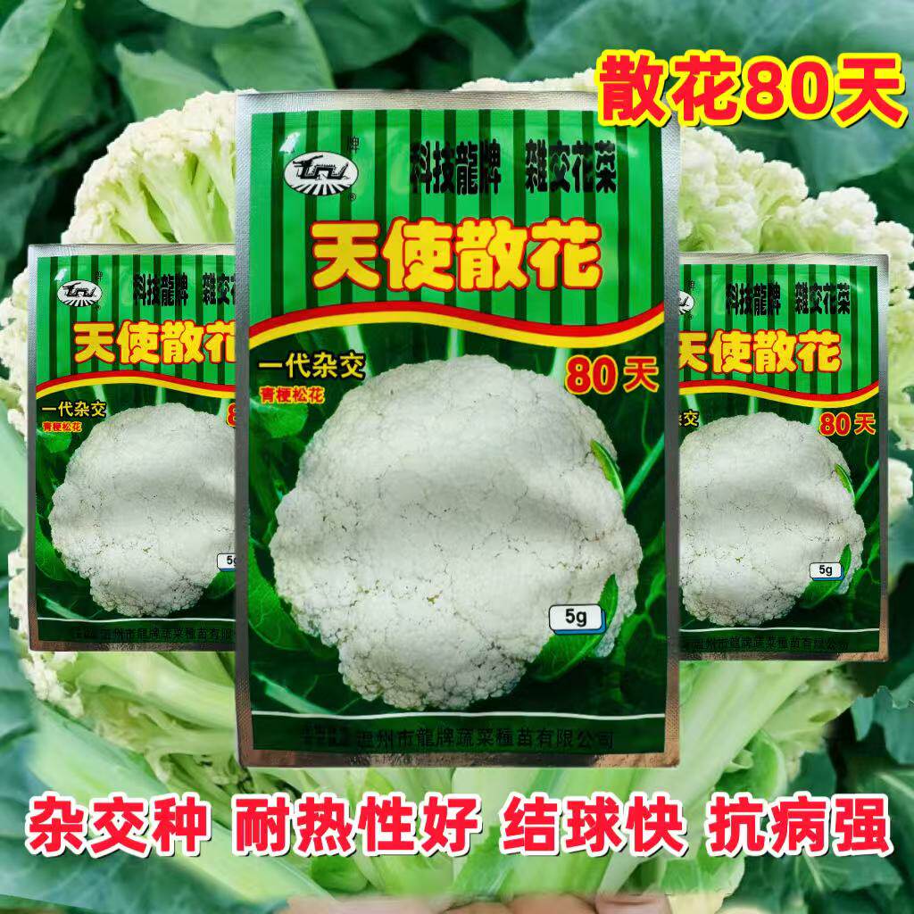 龙牌天使散花白花菜种子60天80天100天花菜种松花菜南北方春秋播