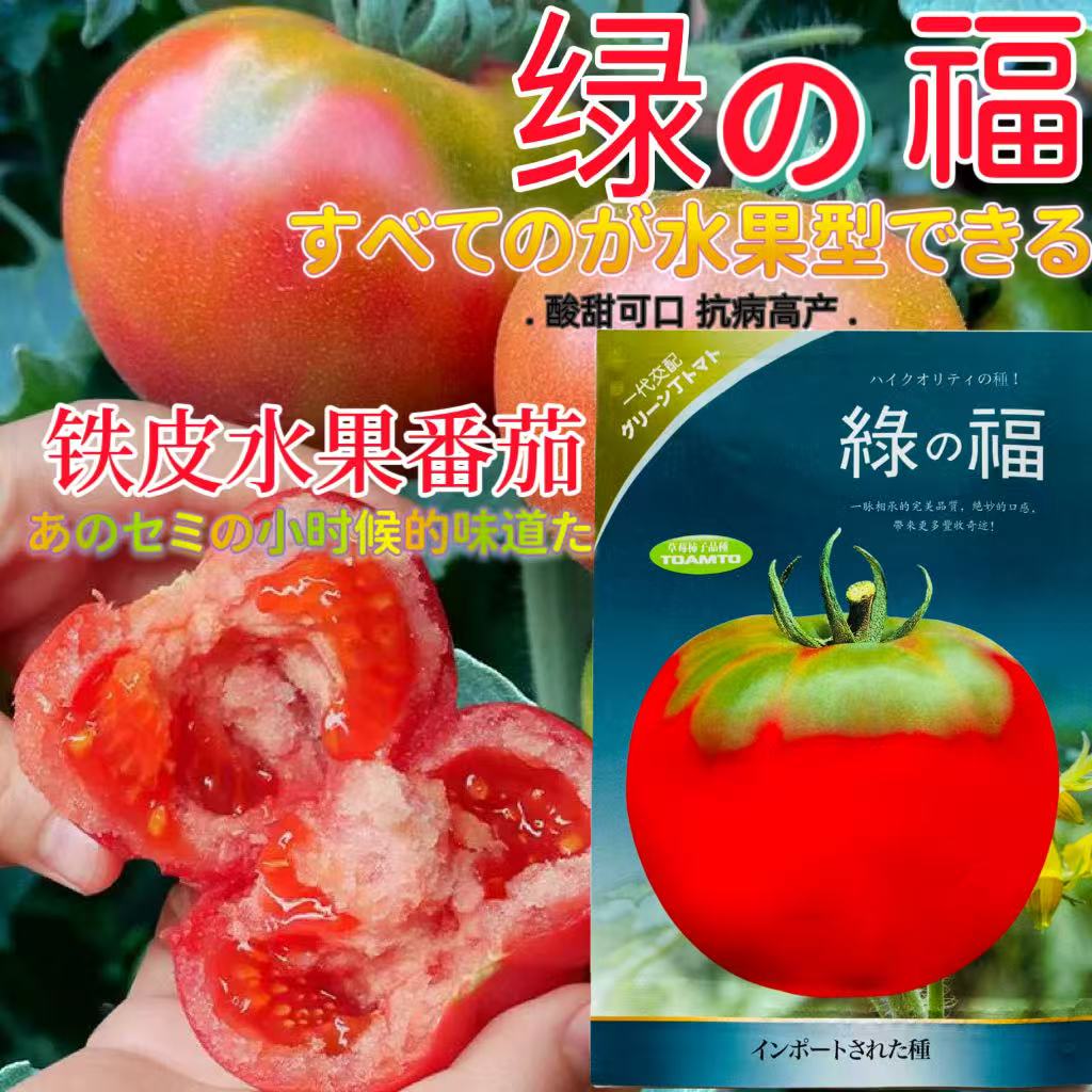 绿福番茄草莓柿子番茄种子早熟抗病厚皮大果西红柿种子耐寒大棚种