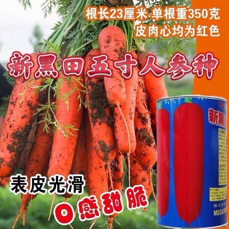 新黑田五寸人参进口胡萝卜种子日本进口胡萝卜种籽高产基地专用种