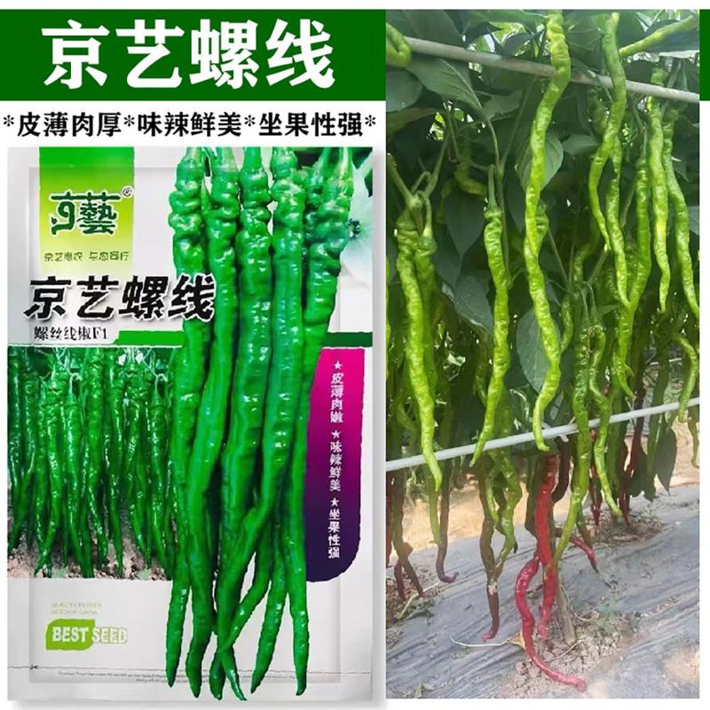 京艺螺线长果螺丝线椒辣椒种子辣味浓早熟高产抗病口感好蔬菜种子