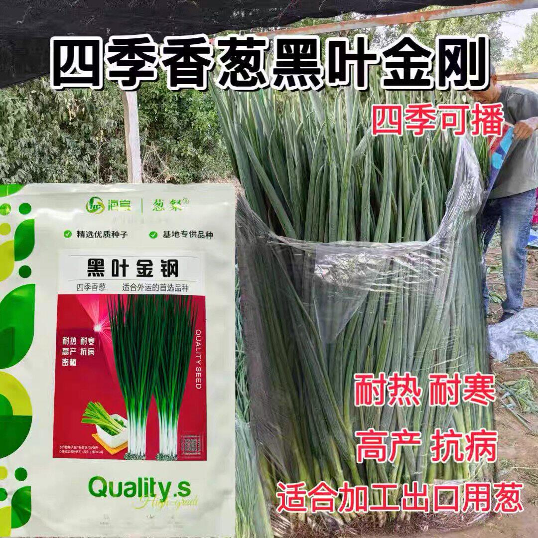 黑叶金刚小香葱种孑四季黑叶香葱种子叶色黑绿大葱籽细叶耐热耐寒