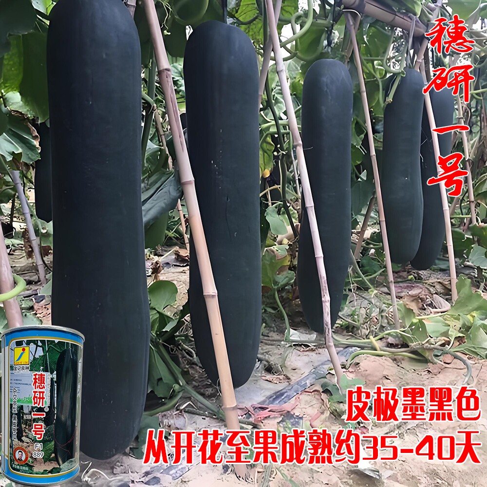 穗研一号黑皮冬瓜种子杂交铁心黑柱中晚熟耐热耐寒抗病强腔小耐运