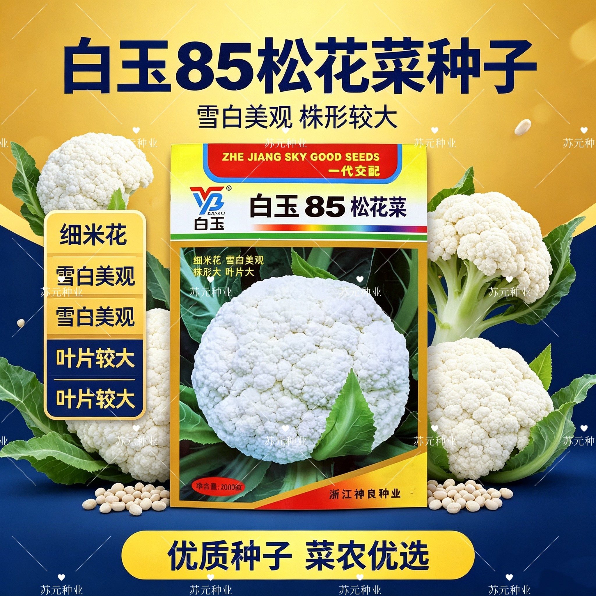 神良白玉85中熟松花菜种子花球雪白细米花矮脚株型大抗病高产春秋
