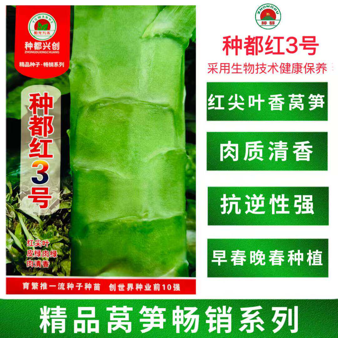 种都红3号莴笋种子耐高温红尖叶青皮绿肉秋季播清香莴苣莴笋种籽