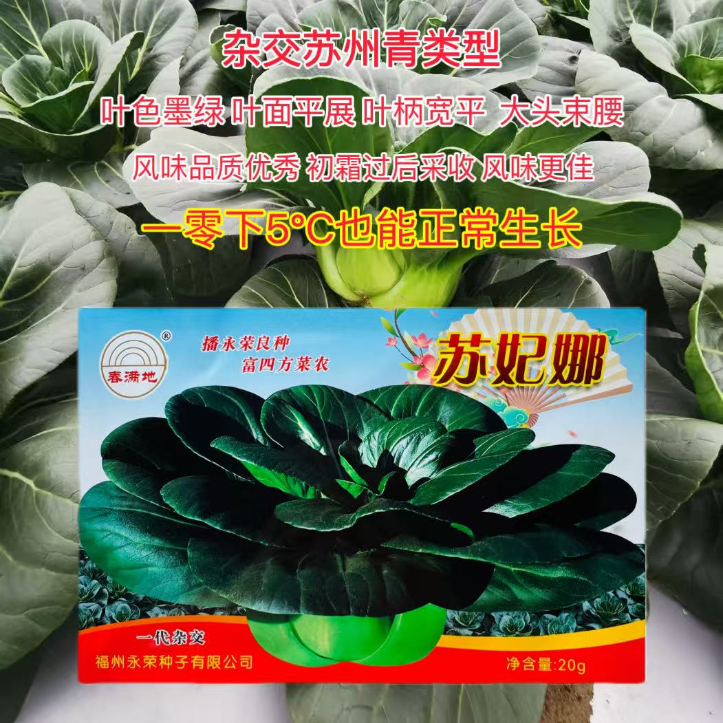 苏妃娜黑叶苏州青菜种子高档杂交四季小园菜种籽耐寒蔬菜种籽