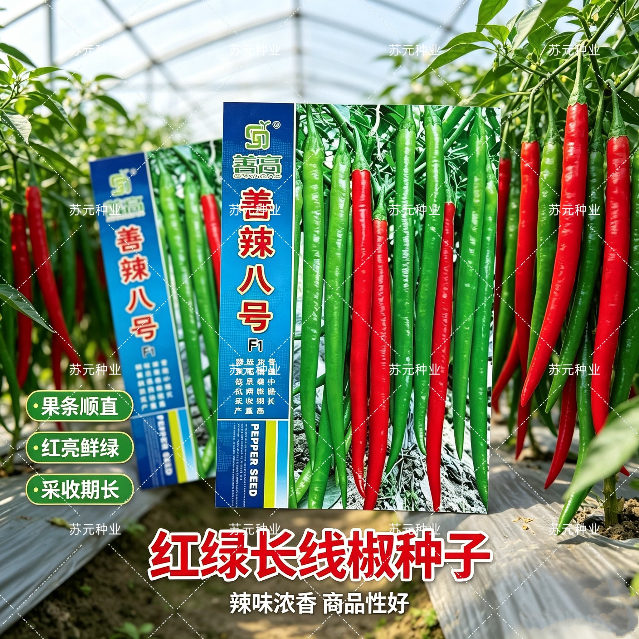 善辣八号线椒种子大果加长型青果线椒抗病高产辣味浓早熟辣椒种孑