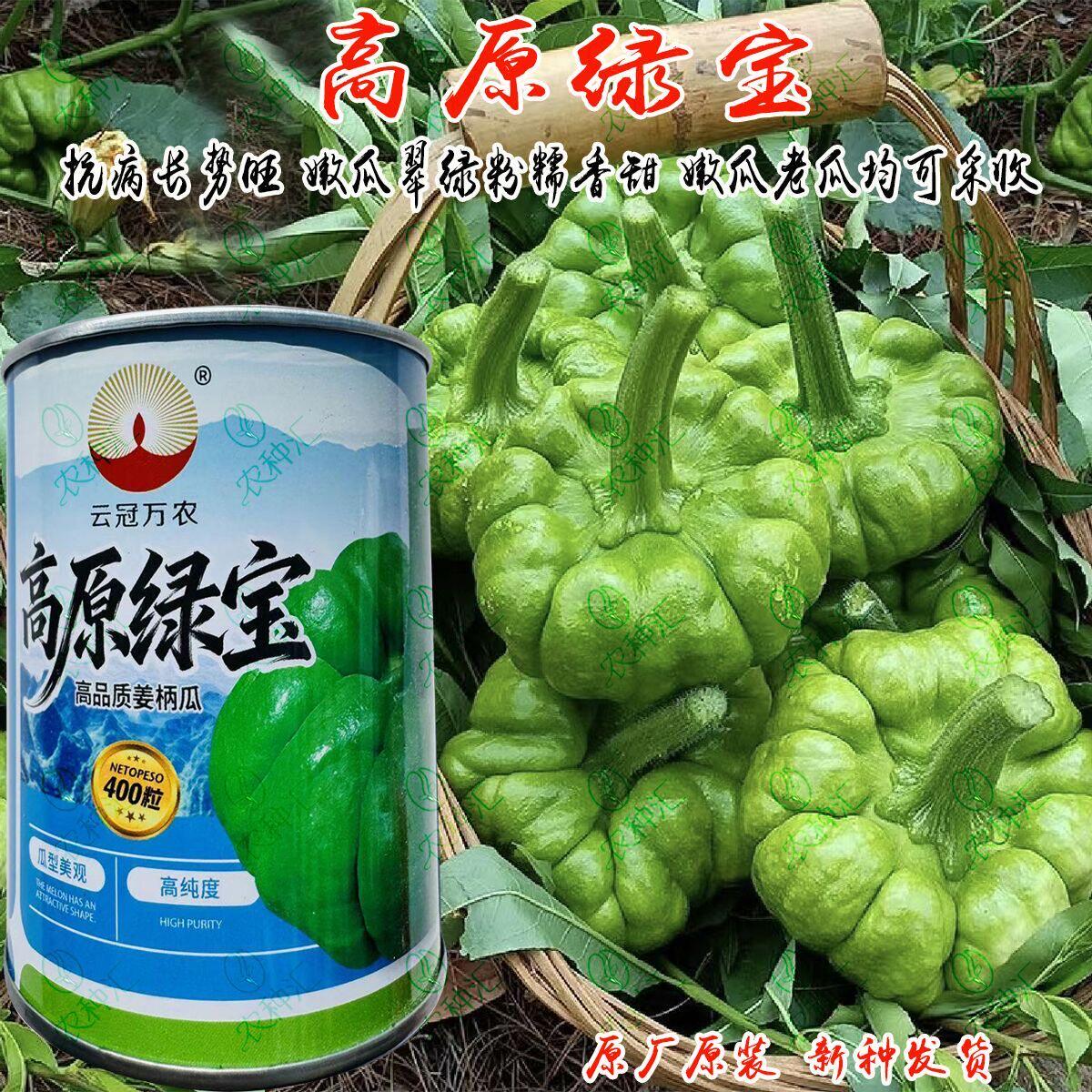 云冠万农高原绿宝姜柄瓜种子抗病丰产嫩瓜翠绿粉糯香小南瓜种籽