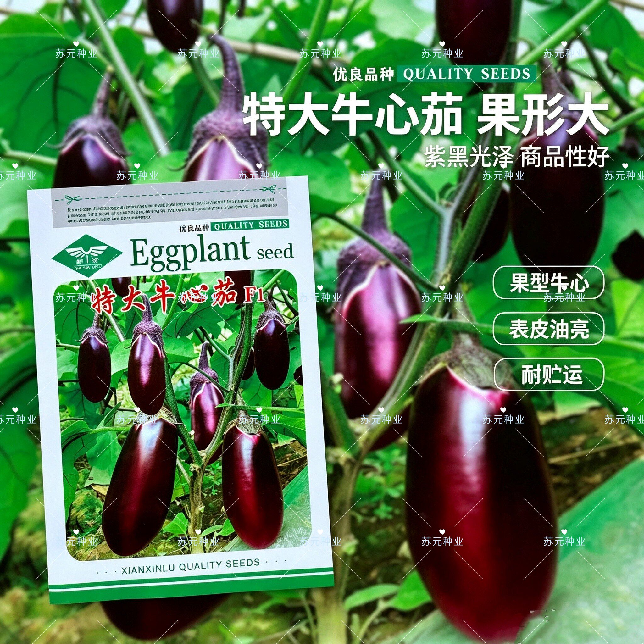 特大牛心茄种子 罐茄种籽 紫把紫红色茄子种子高产早熟抗病坐果好