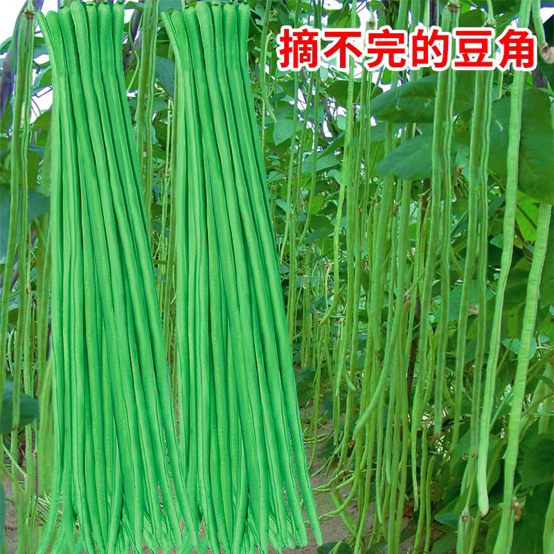 3包方震摘不败豇豆种子绿条特长豆角春秋庭院田园易种蔬菜四季豆