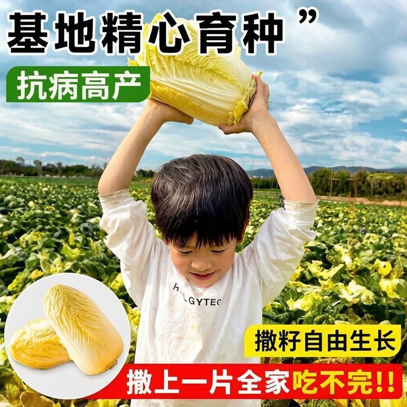 方震四季高产鸡蛋黄大白菜种子