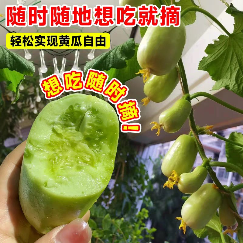 玉女水果黄瓜种子脆甜拇指小黄瓜种籽四季秋阳台盆栽易种蔬菜种孑