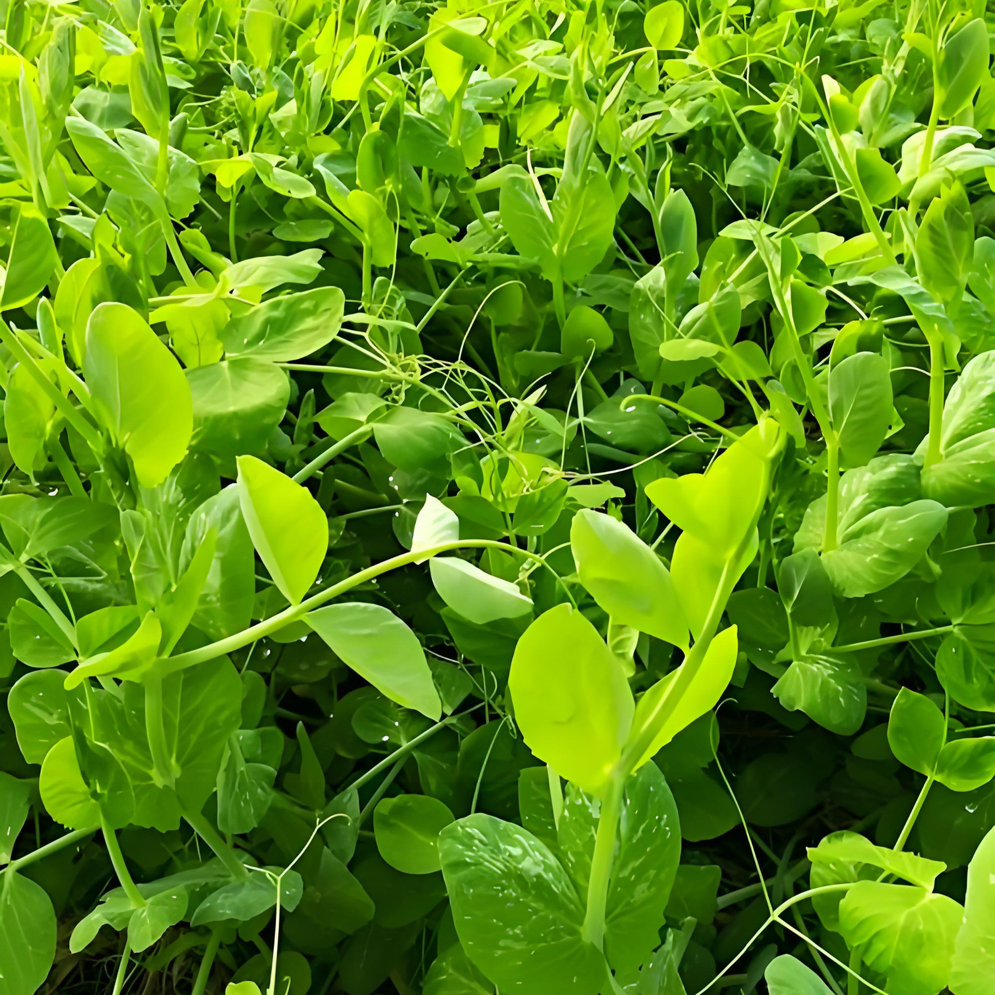 2包四川大无须豌豆尖种子豌豆苗籽芽苗菜种籽水培秋季种植蔬菜籽