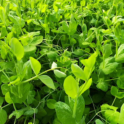2包四季豌豆尖种子豌豆苗阳台