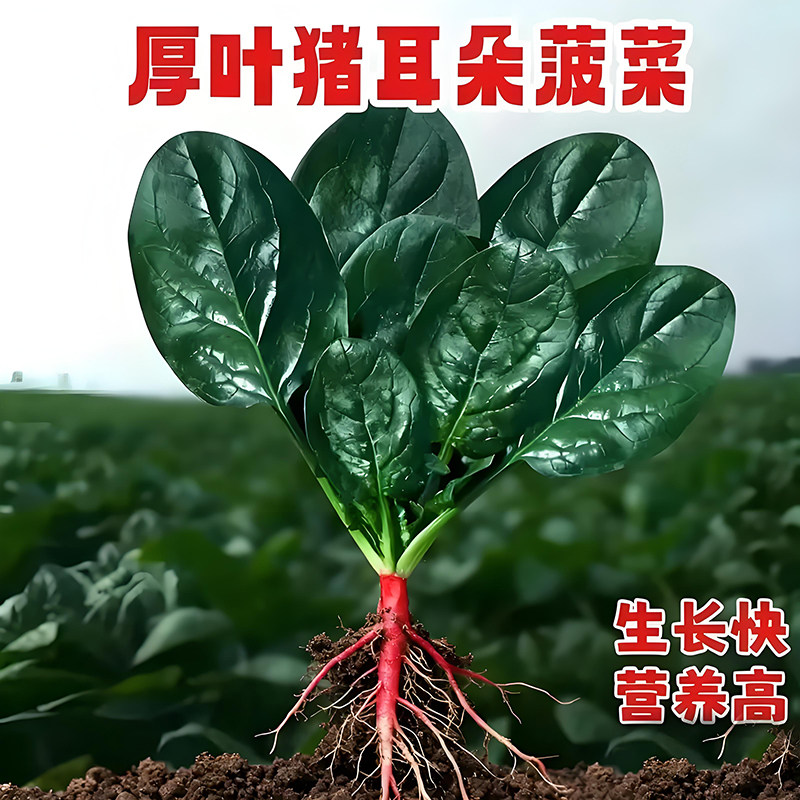 方震厚叶猪耳朵菠菜种子高产