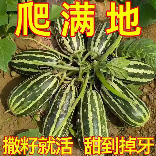 3包方震冰糖甜瓜种子高发芽种子