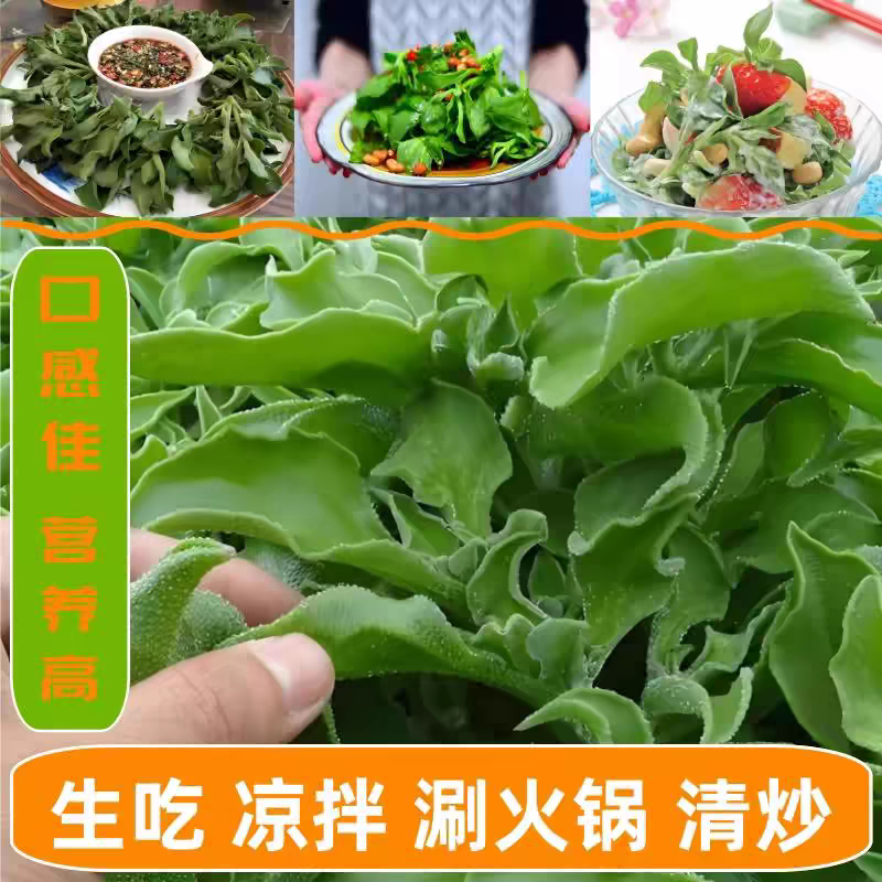 方震水晶冰菜种籽阳台蔬菜