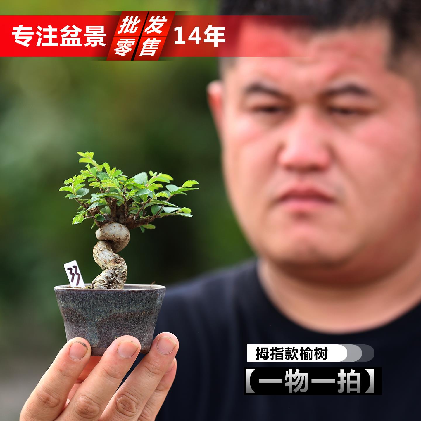 矮霸坨子拇指盆景榔榆盆景小叶榔榆微型盆景指尖迷你榆树造型盆景