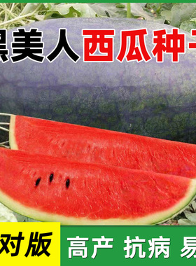 黑美人西瓜种子大果黑皮无籽西瓜种孑甜王8424四季水果懒汉瓜王苗