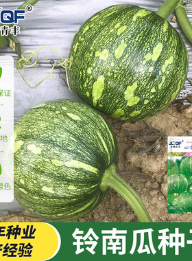 【早熟高产】一串铃南瓜种子南瓜种子高产小青瓜蔬菜种子春夏秋季