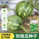 早熟高产 一串铃南瓜种子南瓜种子高产小青瓜蔬菜种子春夏秋季