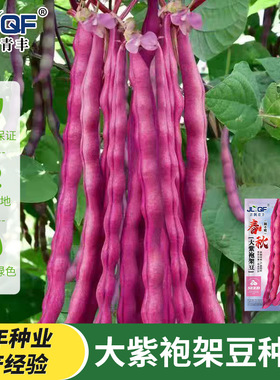大紫袍架豆种子无筋豆角种子芸豆早熟高产春秋季四季豆角蔬菜种子