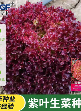 紫叶生菜种子有机沙拉菜种子四季种植耐寒热庭院大田蔬菜种子菜籽