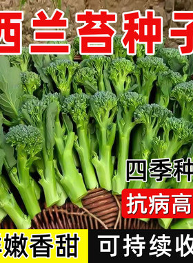 西兰苔种子芥兰种籽芥菜苔种子四季春种耐热阳台庭院蔬菜种子大全